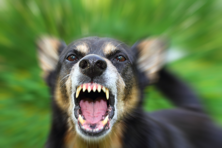 Can A Dog Handler Interpret Dog Language?